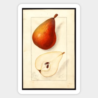 Clairgeau Pears Sticker